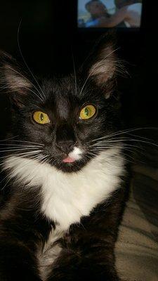 Loving Companions Animal Rescue