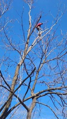 SER Tree Service