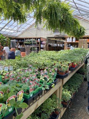 Dammann's Garden Company