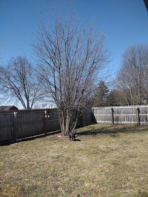 Team Nelson Services