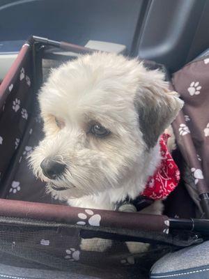 Pampered Pet Grooming