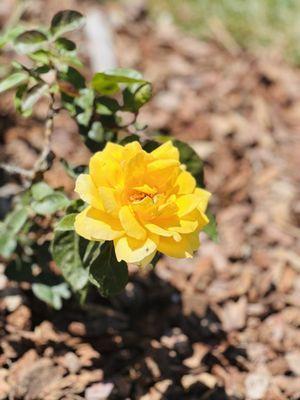 Lazy K Ranch Cherry U-Pick