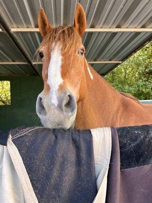 Xenophon Therapeutic Riding Center