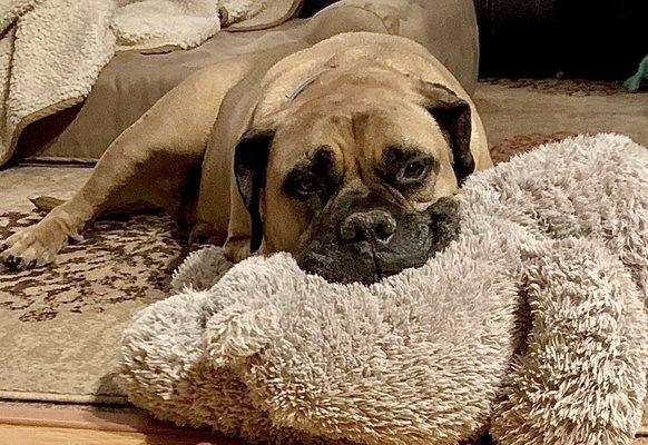 Derry Animal Hospital