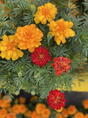 Champion Nursery & Landscaping