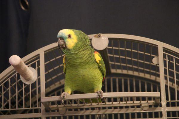 Wings Of Hope Avian Rescue And Rehab