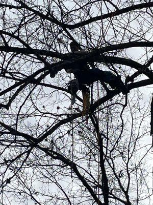 Millers Tree Services