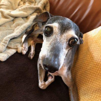 Michelle, The Critter Sitter