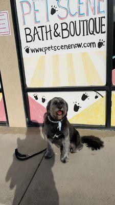 Pet Scene Bath and Boutique