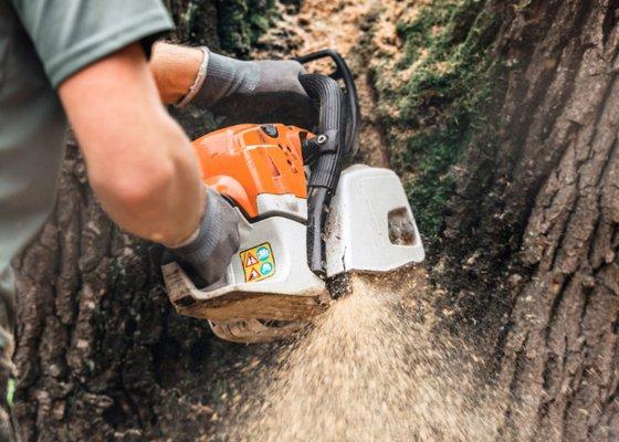 Indianapolis Tree Care