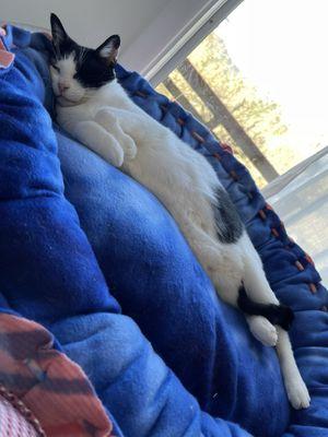 Barney loves his new bed!