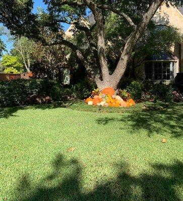 One of our great customer's front yard.
