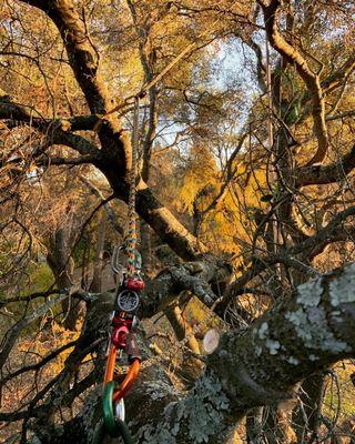 Tony’s Tree Service