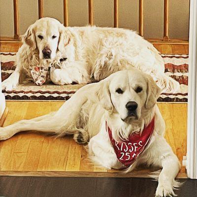 Union Lake Veterinary Hospital