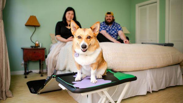 Remi the wonderdawg doesn't have to worry about another ACL surgery thanks to her custom bed ramp!