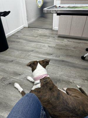 Kelly's Animal Hospital