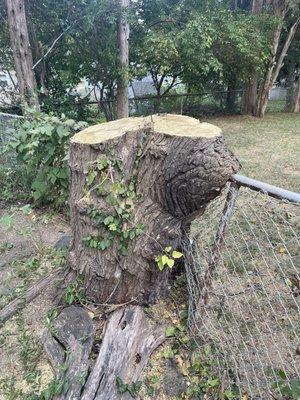 Tree not completely removed like we were quoted.