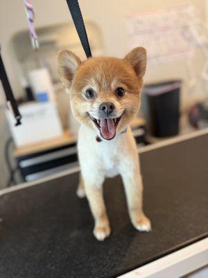 Tails of Montana Grooming