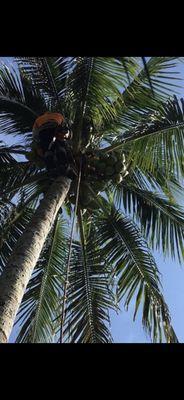 Ez Breezy Tree And Landscaping