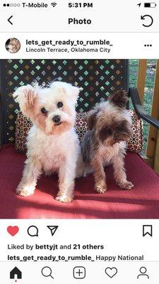 It's the leash I can do