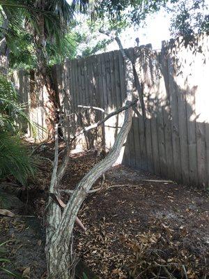 Saguaro Landscaping & Pool Service