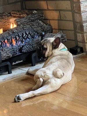 Brown Veterinary Service