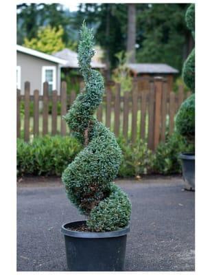 Blue Mountain Nursery