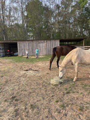 Pleasant Oak Stables
