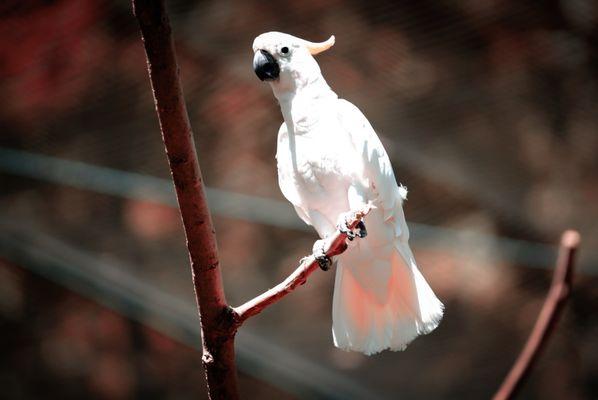 Kansas City Zoo & Aquarium