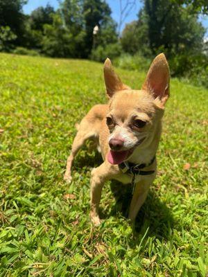 Town & Country Veterinary Hospital II PC