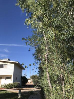 Peña Tree & Landscape Service