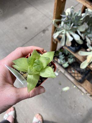 I have been looking for Hawarthia Cooperi EVERYWHERE, they are like $15+ online, and this lil guy was hiding at IFA! And $2.99!