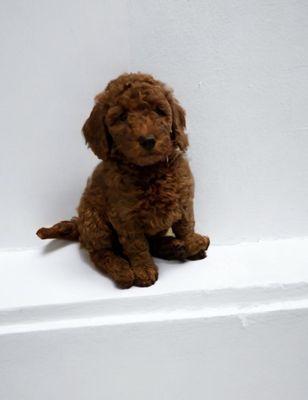 Dunckel Veterinary Hospital