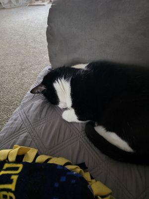 Flat Rock Animal Clinic