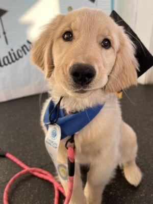 Alexandria Hawk Dog Training