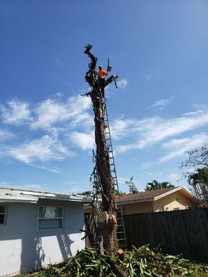 A M Trimming and Removal Service