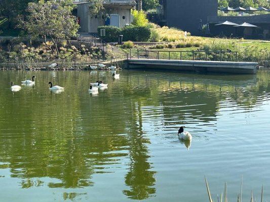 Mansoor M Alam, MD - Community Cancer Institute