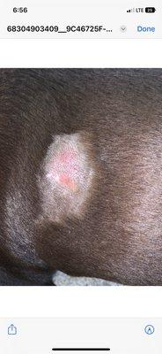 My Pet's Animal Hospital