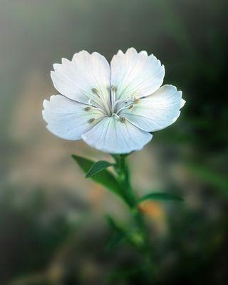 Dusty Rodes Cleaning