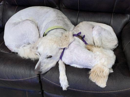 Lakers Pet Sitting & Dog Walking