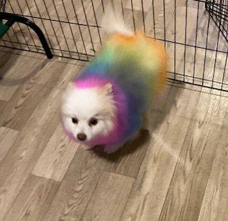 Wag N' Wash Natural Pet Food & Grooming