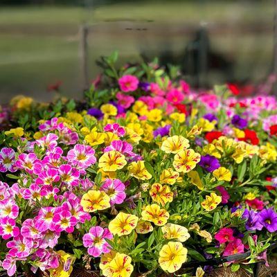 Bellflower Garden Center