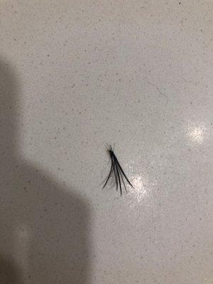 False lash placed on multiple NATURAL lashes !