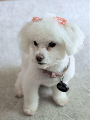 Luis's Spawday Grooming