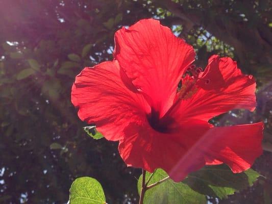 In our atrium - beautiful live flowers
