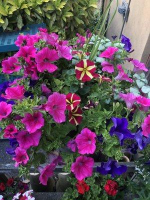 Beautiful planters