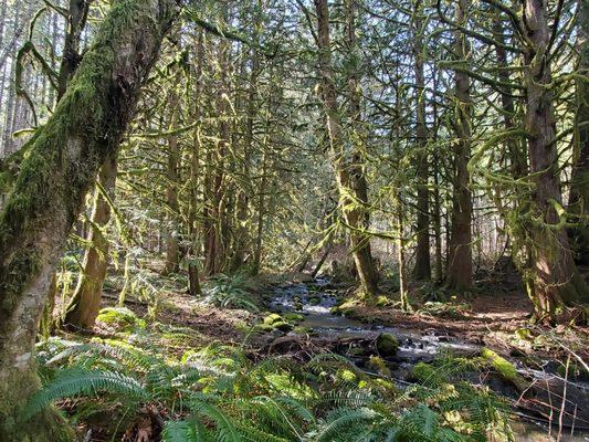 White Oak Natural Resource Services