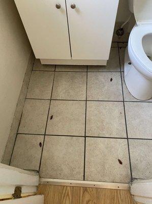 The extra protein the "cleaning crew" left us