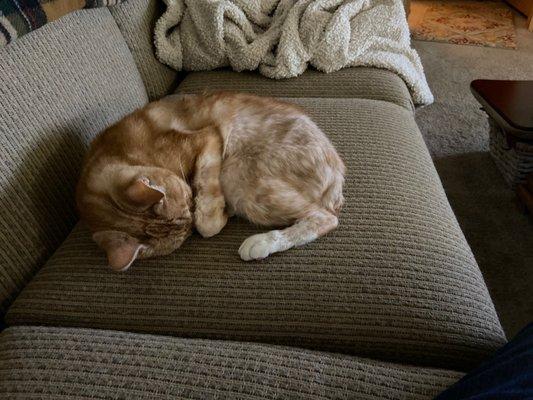 Our cat Bogart aka Baby!