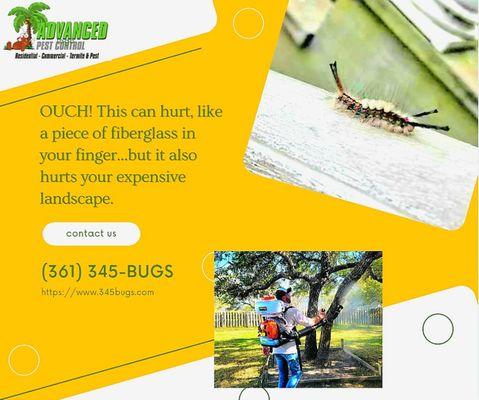 Tussock Caterpillars (aka Wooly Worms) know spring is here. Are you ready? We are. Give us a call if you see them.